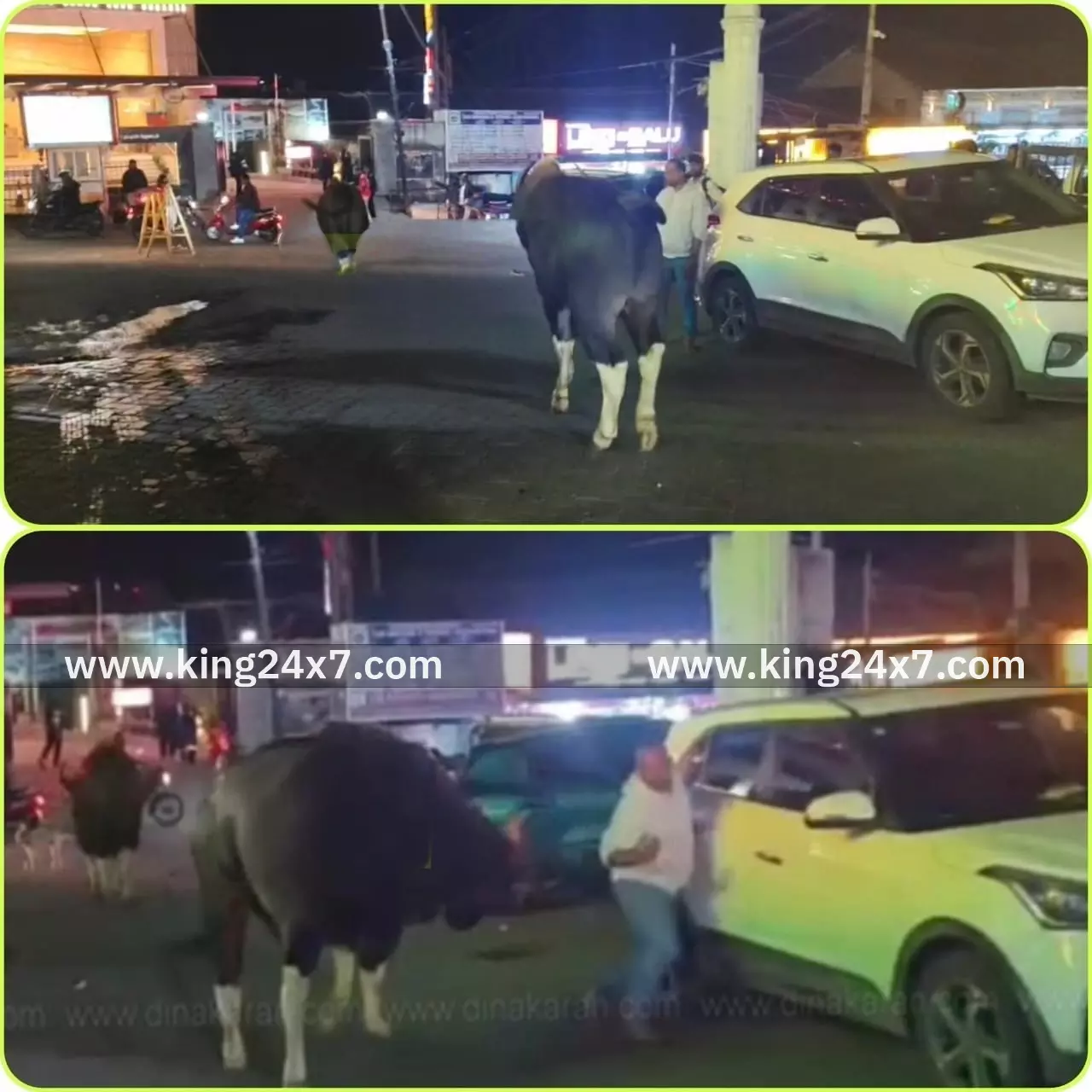 பேருந்து நிலையத்தில் இரவு நேரத்தில் உலா வந்த காட்டெருமைகள்