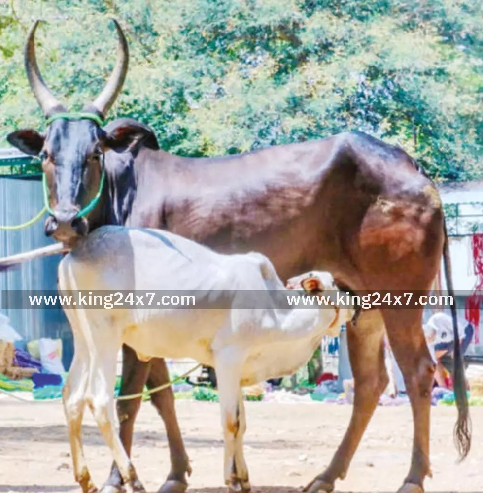 பழையகோட்டையில் காங்கேயம் இன பசுமாடு ரூ.73 ஆயிரத்துக்கு விற்பனை