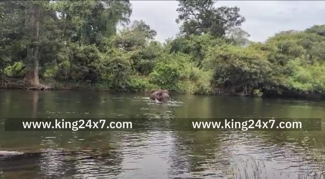 அட்டப்பாடி பவானி ஆற்றில் காயமடைந்த காட்டு யானைக்கு சிகிச்சை – இரு மாநில வனத்துறையினர் கண்காணிப்பு அட்டப்பாடி பவானி ஆற்றில் காயமடைந்த காட்டு யானைக்கு சிகிச்சை – இரு மாநில வனத்துறையினர் கண்காணிப்பு