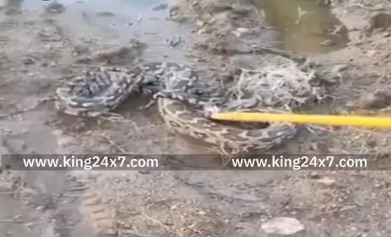 வேப்பனப்பள்ளி அருகே10 அடி நீளம் மலைப்பாம்பு பிடிபட்டது. வேப்பனப்பள்ளி அருகே10 அடி நீளம் மலைப்பாம்பு பிடிபட்டது.