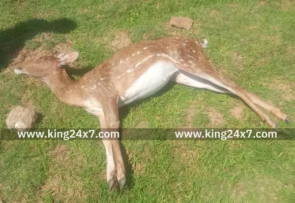 ஆலங்குளம் அருகே நாய்கள் கடித்ததில் மான் உயிரிழப்பு