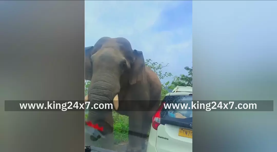 வால்பாறை-அதிரப்பள்ளி சாலையில் கபாலி யானை வாகன சோதனை – வைரலாகும் வீடியோ ! வால்பாறை-அதிரப்பள்ளி சாலையில் கபாலி யானை வாகன சோதனை – வைரலாகும் வீடியோ !