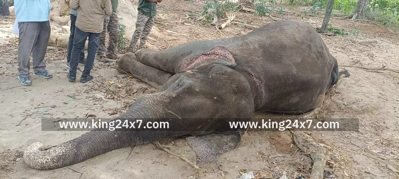 மக்னா காட்டு யானை சிகிச்சை பலனின்றி உயிரிழப்பு ! மக்னா காட்டு யானை சிகிச்சை பலனின்றி உயிரிழப்பு !