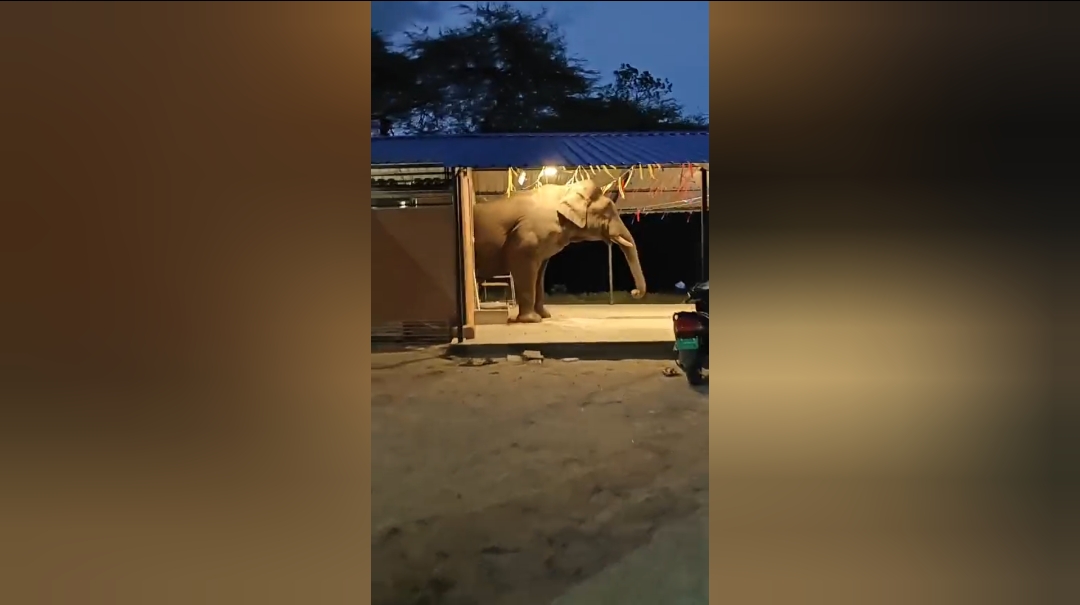 கோவையில் காட்டு யானை கலக்கம் : அம்மன் கோவிலில் சிக்கித் தவிப்பு!