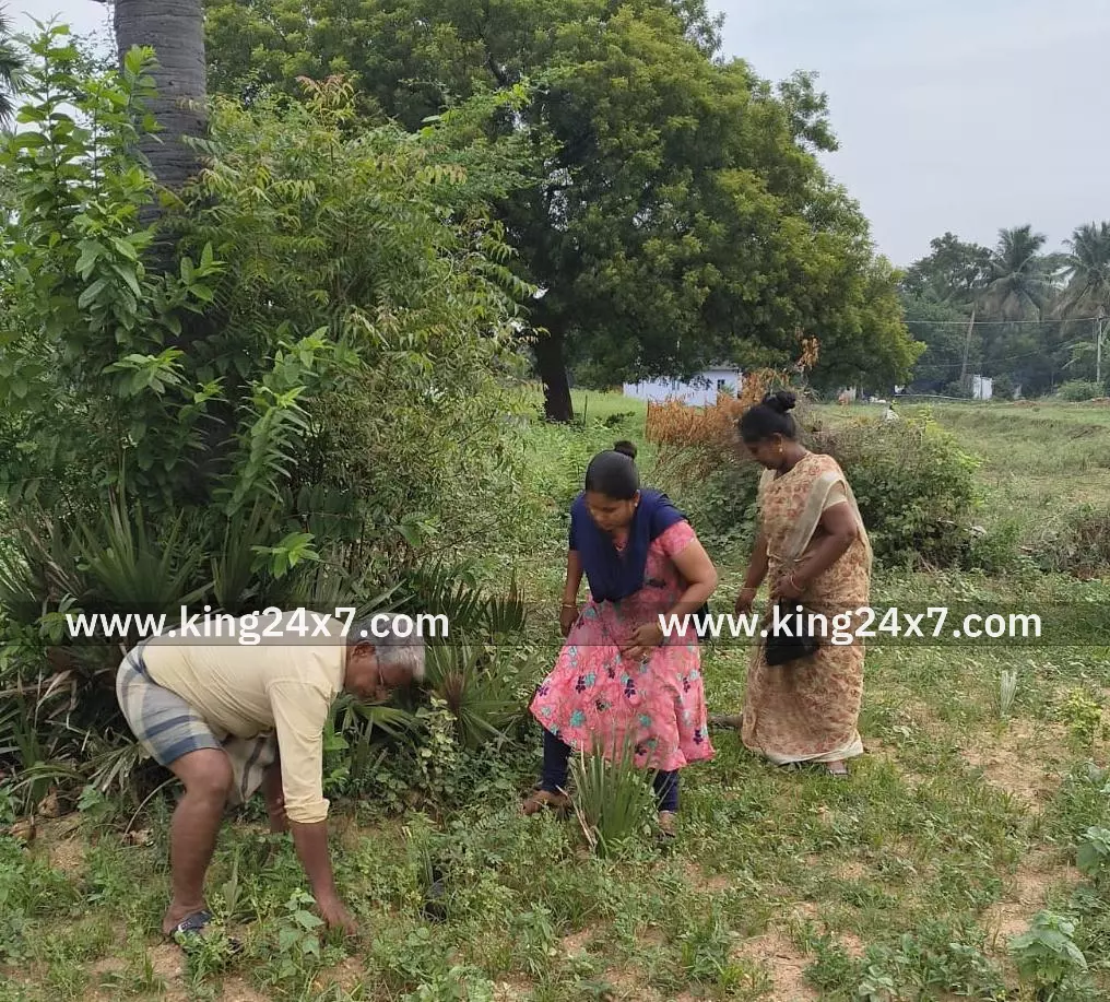 தமிழக அரசு அறிவித்த 6 கோடி பனை விதை நடும் பணிக்காக, பனை விதைகள் சேகரிக்கும் பணியில் சமூக ஆர்வலர்கள் தமிழக அரசு அறிவித்த 6 கோடி பனை விதை நடும் பணிக்காக, பனை விதைகள் சேகரிக்கும் பணியில் சமூக ஆர்வலர்கள்