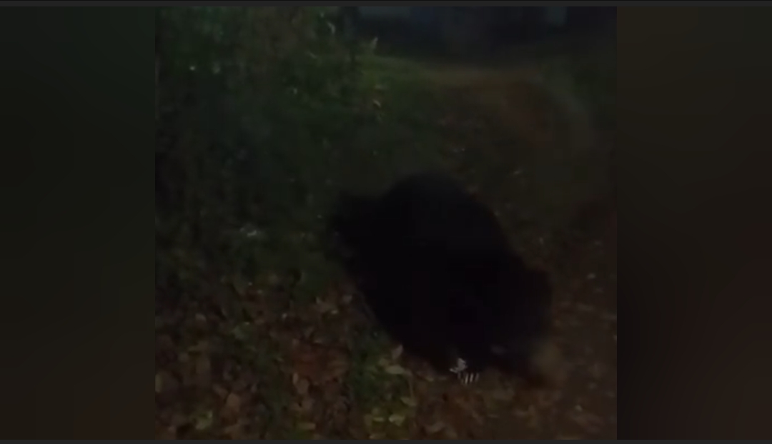 வால்பாறை அருகே கரடி பீதி! வால்பாறை அருகே கரடி பீதி!