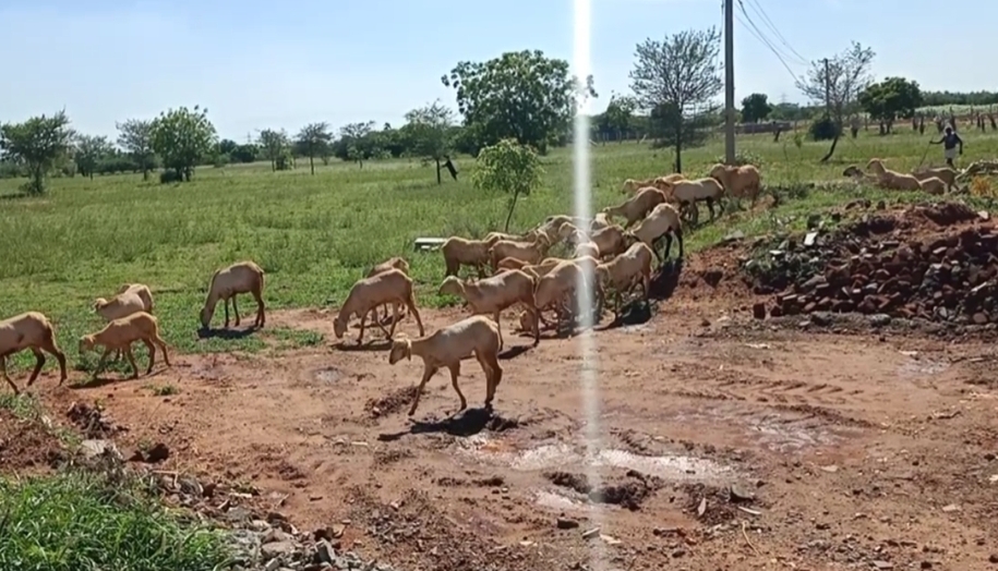 புள்ள கவுண்டம்பாளையத்தில் ஆடுகளை மேய்க்க சென்ற முதியவர் கிணற்றில் சடலமாக மீட்பு. புள்ள கவுண்டம்பாளையத்தில் ஆடுகளை மேய்க்க சென்ற முதியவர் கிணற்றில் சடலமாக மீட்பு.
