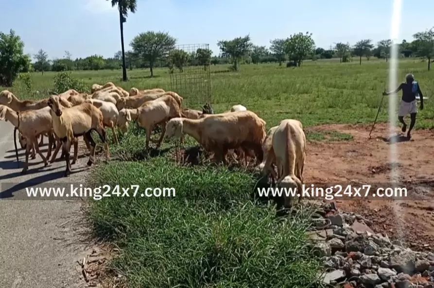 புள்ள கவுண்டம்பாளையத்தில் ஆடுகளை மேய்க்க சென்ற முதியவர் கிணற்றில் சடலமாக மீட்பு. புள்ள கவுண்டம்பாளையத்தில் ஆடுகளை மேய்க்க சென்ற முதியவர் கிணற்றில் சடலமாக மீட்பு.