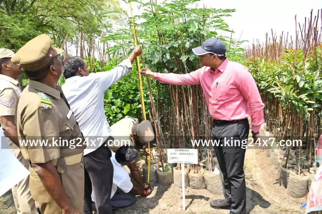 கல்லுப்பட்டி பகுதியில் மாவட்ட ஆட்சியர் ஆய்வு