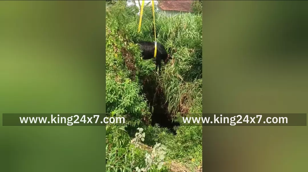 கிணற்றில் விழுந்த மாடு – தீயணைப்பு வீரர்கள் உயிருடன் மீட்டனர் !