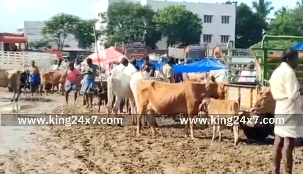 ஊத்தங்கரையிலா சேரும் சகதியுமாக உள்ள கால்நடை சந்தை.