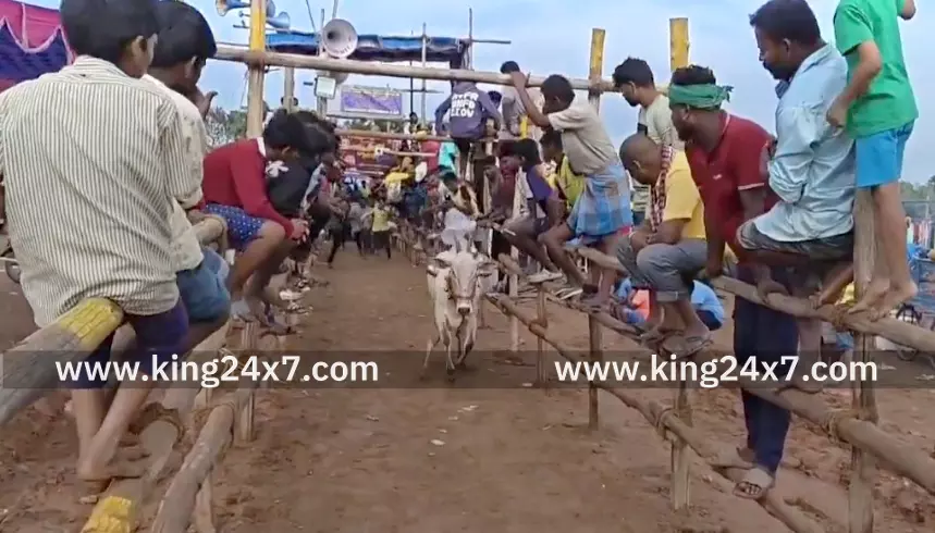 கிருஷ்ணகிரி அருகே கன்று விடும் விழா.