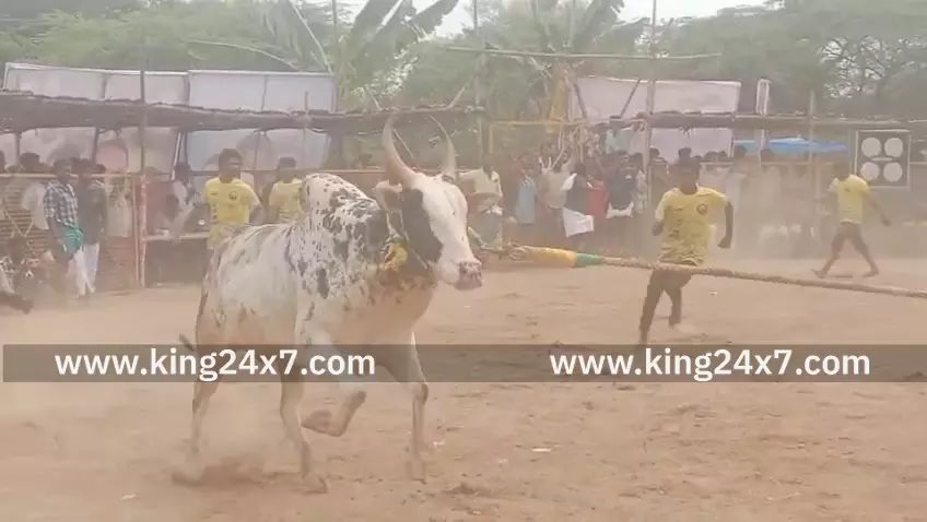 வடமாடு மஞ்சு விரட்டு போட்டி