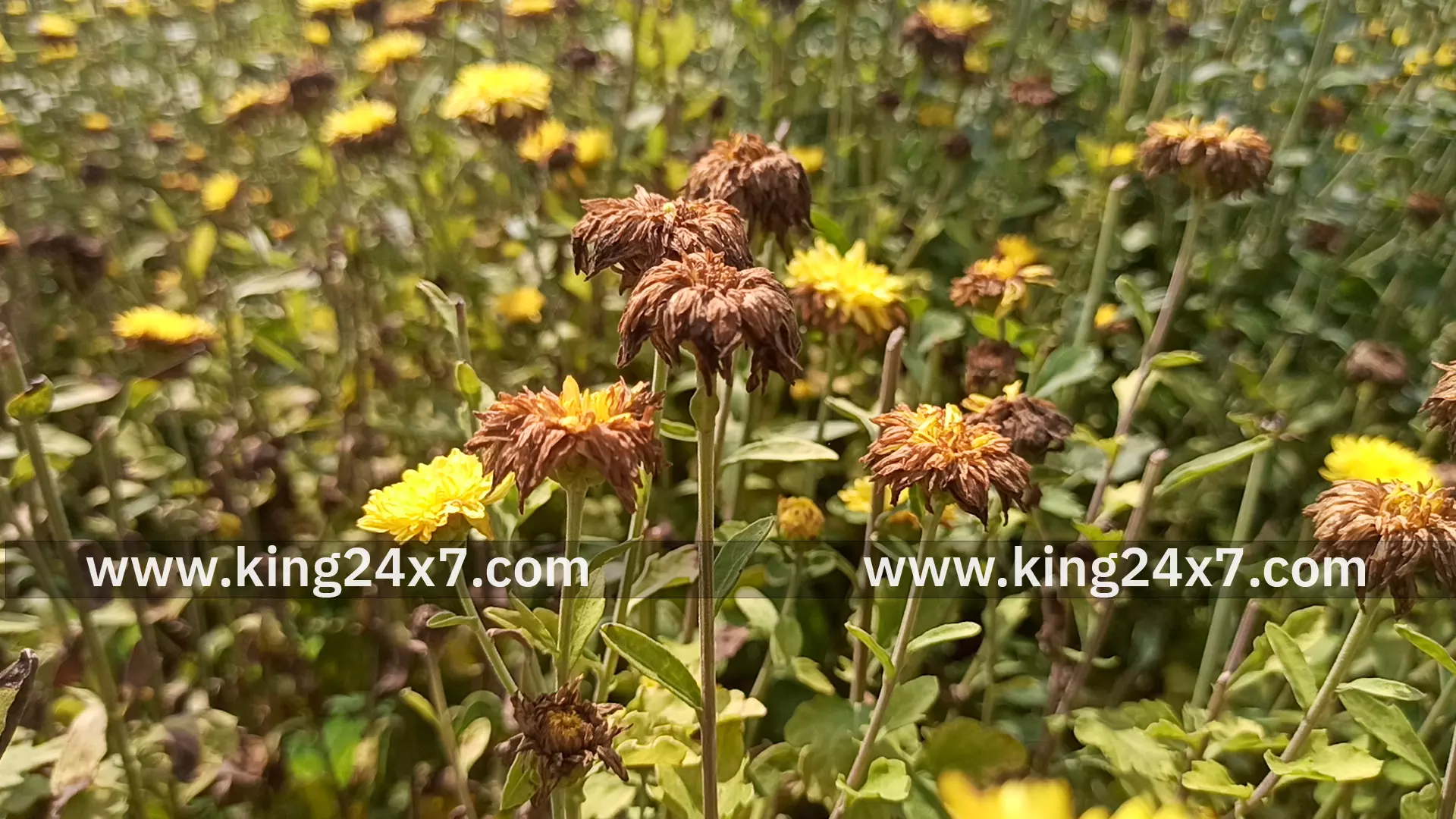 போச்சம்பள்ளி: தொடர் மழையால் அழுகி வரும் சாமந்தி பூ விவசாயிகள் வேதனை