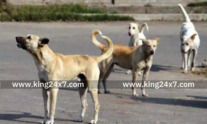 சங்கரன்கோவில் அருகே நாய் கடித்து 2 பேர் படுகாயம்