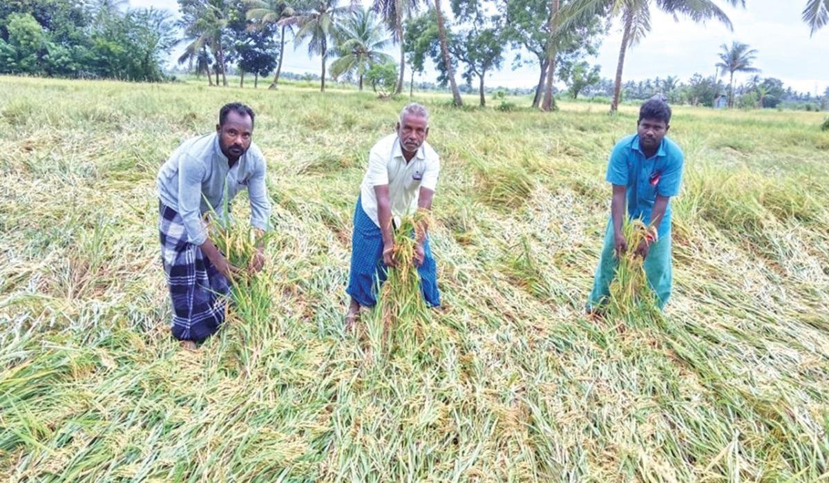 தொடர் மழையால் குறுவை பயிர் பாதிப்பு: நிவாரணம் வழங்க இந்திய கம்யூ. வலியுறுத்தல் தொடர் மழையால் குறுவை பயிர் பாதிப்பு: நிவாரணம் வழங்க இந்திய கம்யூ. வலியுறுத்தல்