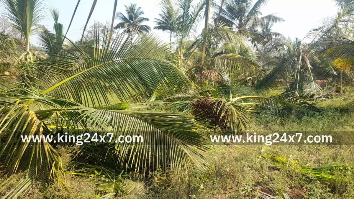 கடையநல்லூரில் தென்னை மரங்களை சேதப்படுத்திய யானை