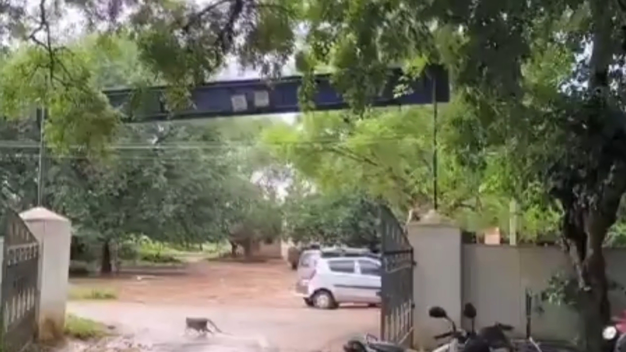 ஊராட்சி ஒன்றிய அலுவலகப் பகுதியில் சுற்றி திரியும் குரங்குகள்