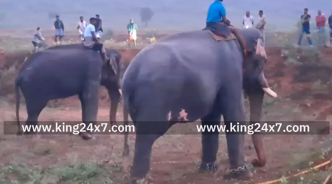 கோவை:  அருகே ரோலக்ஸ் காட்டு யானை பிடிப்பு !