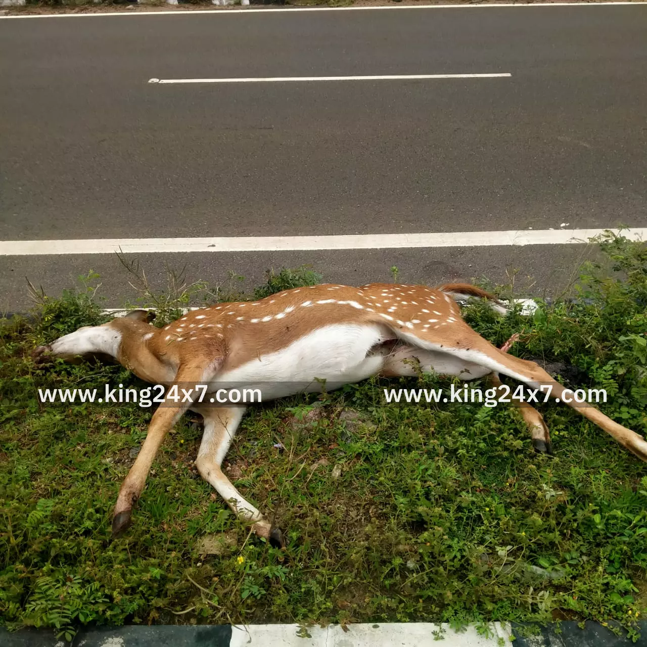 அடையாளம் தெரியாத வாகனம் மோதி புள்ளிமான் பலி