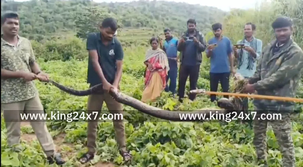 தேன்கனிக்கோட்டை அருகே 10 அடி நீள பாம்பு பிடிபட்டது. தேன்கனிக்கோட்டை அருகே 10 அடி நீள பாம்பு பிடிபட்டது.