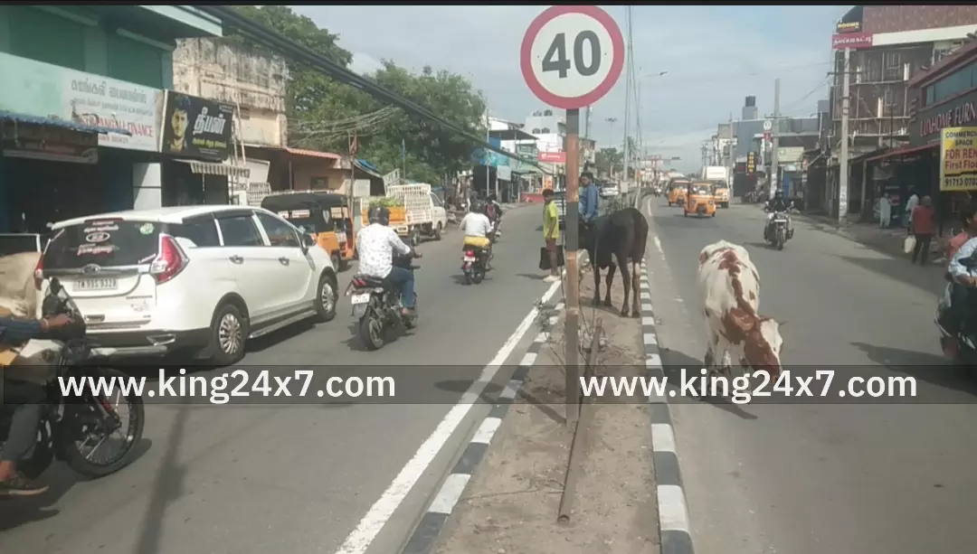 கோவை சாலைகளில் மாடுகள் – விபத்து அச்சம்!