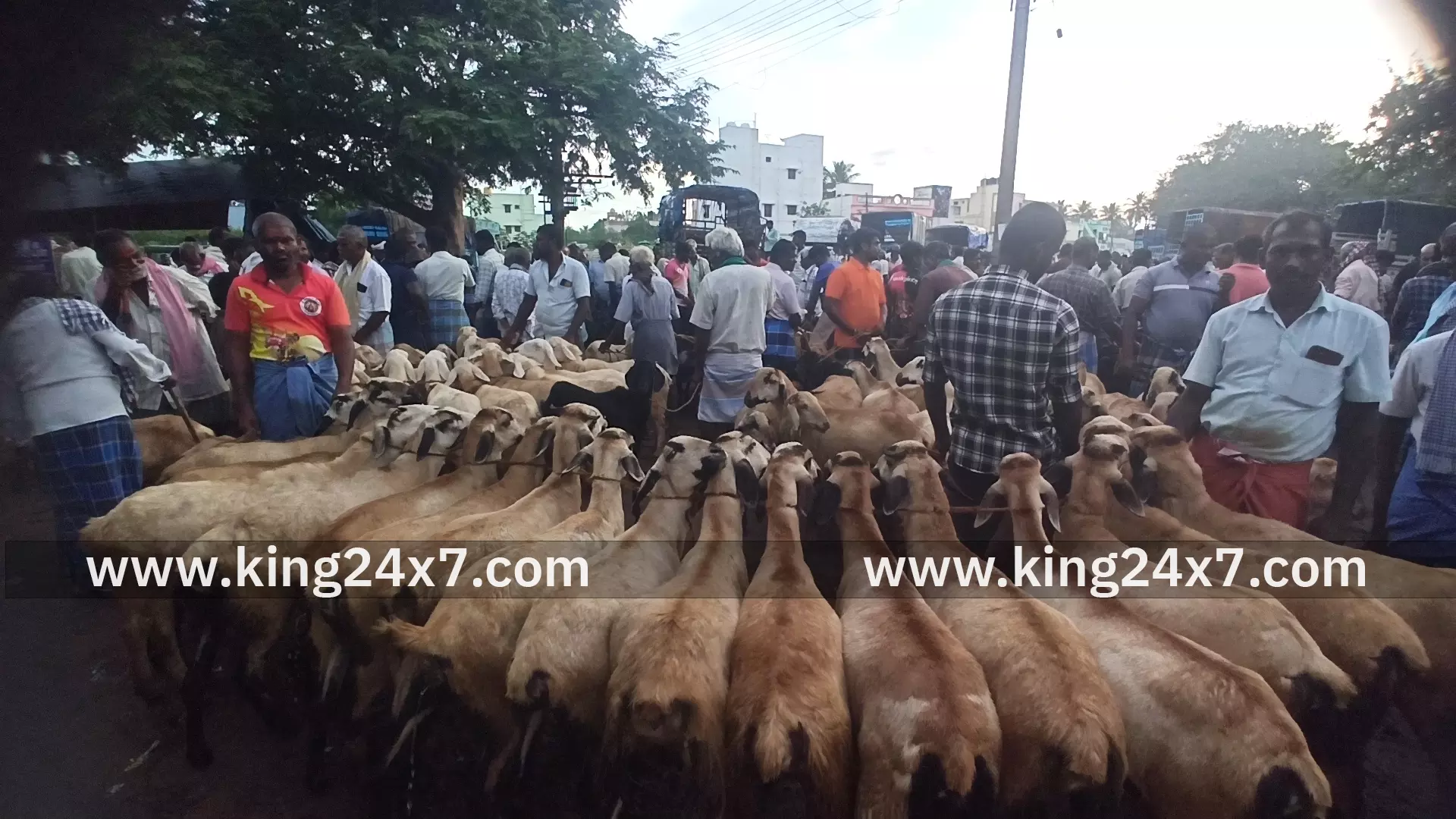 போச்சம்பள்ளி வார சந்தையில் 5 கோடிக்கு ஆடுகள் விற்பனை போச்சம்பள்ளி வார சந்தையில் 5 கோடிக்கு ஆடுகள் விற்பனை