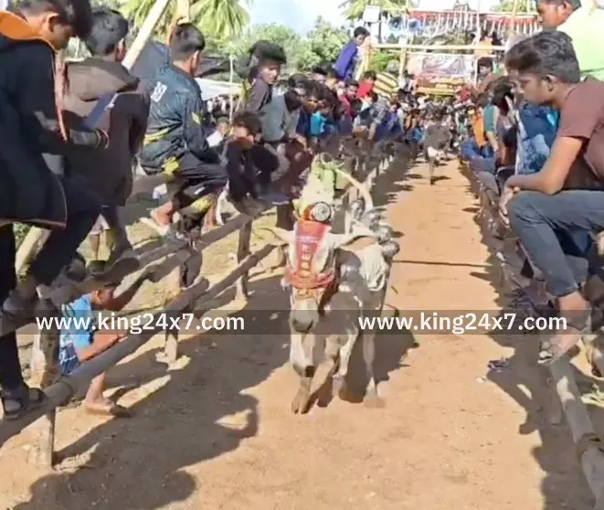 கிருஷ்ணகிரி அருகே கன்று விடும் விழா. கிருஷ்ணகிரி அருகே கன்று விடும் விழா.