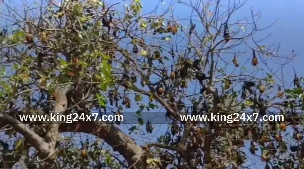 கிருஷ்ணகிரி அருகே வவ்வால்களை பாதுகாக்க பட்டாசு வெடிக்காத பொது மக்கள். கிருஷ்ணகிரி அருகே வவ்வால்களை பாதுகாக்க பட்டாசு வெடிக்காத பொது மக்கள்.