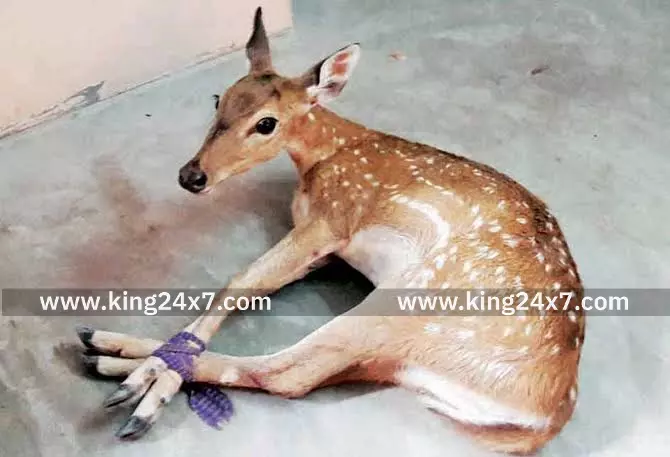 தென்காசி அருகில் வீட்டிற்குள் புகுந்த மானை உயிருடன் மீட்பு