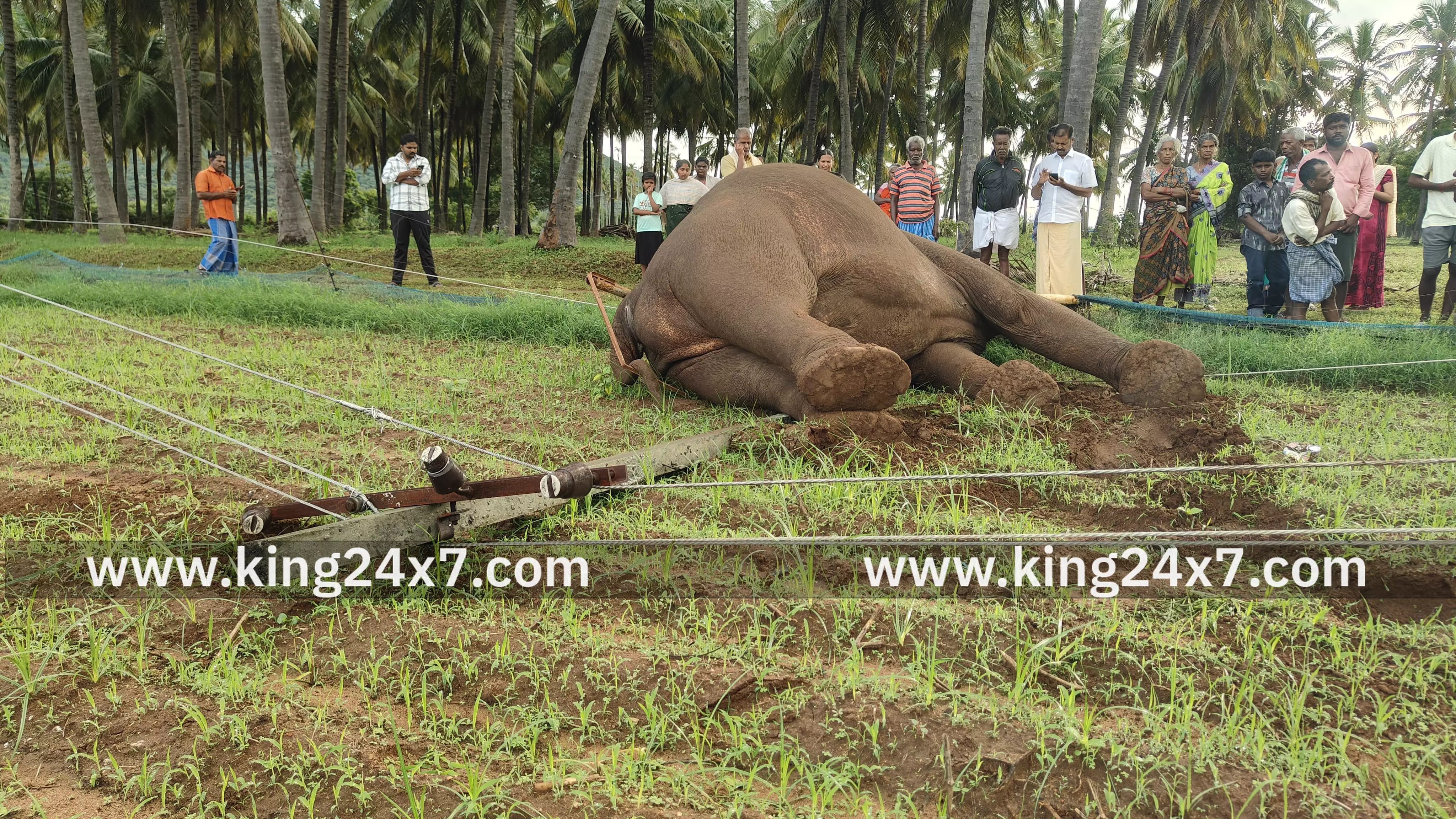 கோவை தொண்டாமுத்தூர் அருகே மின்சாரம் பாய்ந்து காட்டு யானை உயிரிழப்பு!