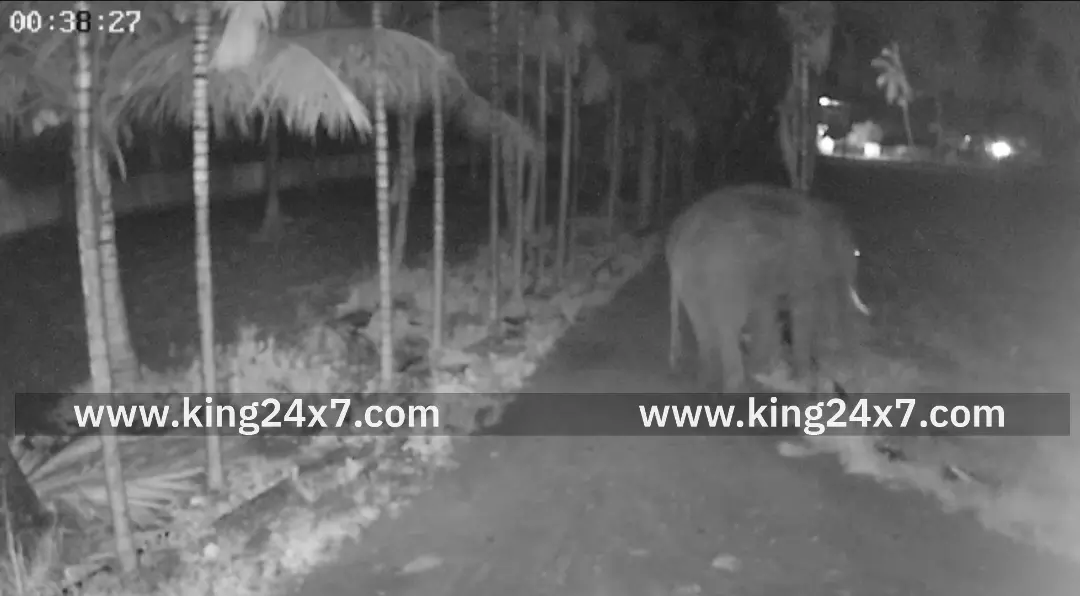 தாளியூரில் காட்டுயானை உலா — சிசிடிவி காட்சிகள் வெளியீடு!