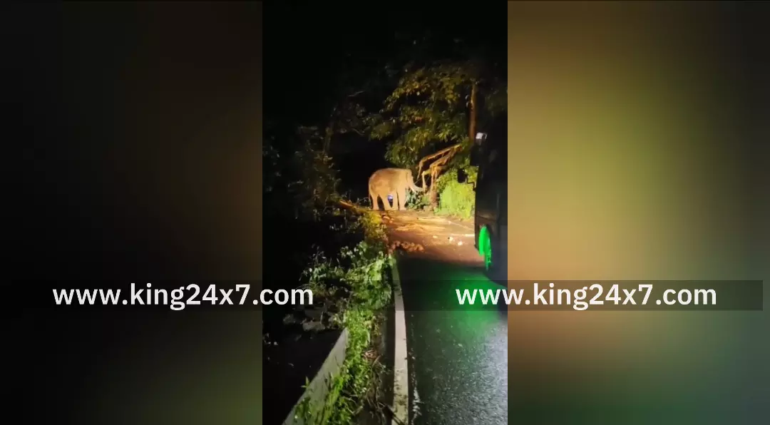 வால்பாறை அருகே கபாலி ஒற்றைக் கொம்பன் காட்டுயானை அட்டகாசம் – பேருந்து பயணிகள் அதிர்ச்சி!