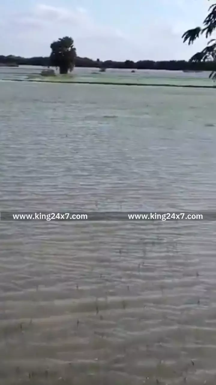 கோதைமங்கலத்தில் நீரில் மூழ்கிய பயிர்கள்