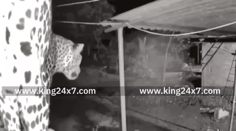 பண்ணை வட்டில் சுற்றி திரிந்த சிறுத்தை புலி. சிசிடிவி கேமராவில் பதிவான காட்சி. பண்ணை வட்டில் சுற்றி திரிந்த சிறுத்தை புலி. சிசிடிவி கேமராவில் பதிவான காட்சி.