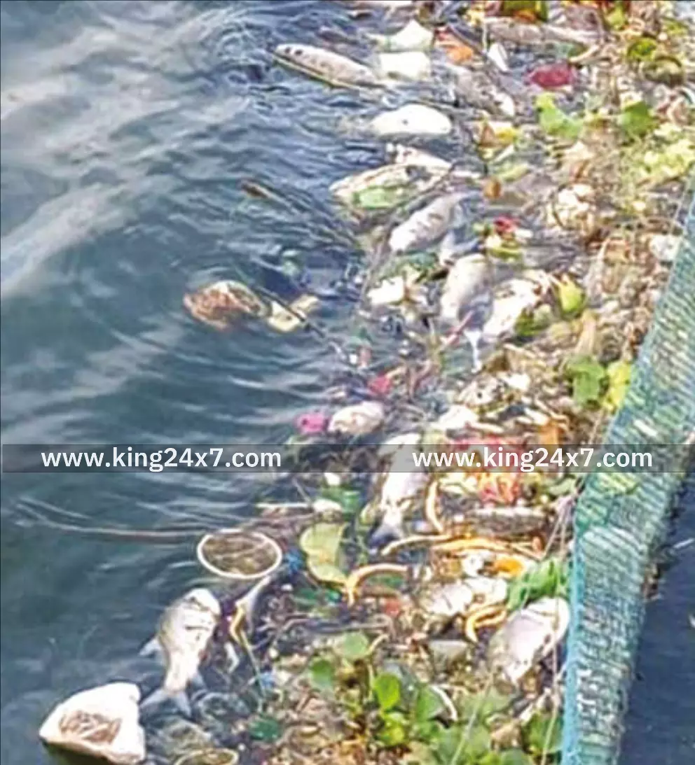 வாலாங்குளத்தில் மீன்கள் செத்து மிதந்ததால் – சமூக ஆர்வலர்கள் அதிர்ச்சி வாலாங்குளத்தில் மீன்கள் செத்து மிதந்ததால் – சமூக ஆர்வலர்கள் அதிர்ச்சி