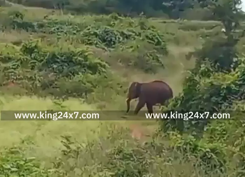 தேன்கனிக்கோட்டை அருகே ஒற்றை காட்டு யானையால் மக்கள் அச்சம். தேன்கனிக்கோட்டை அருகே ஒற்றை காட்டு யானையால் மக்கள் அச்சம்.