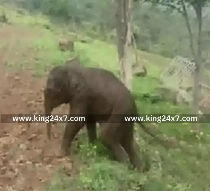 தேன்கனிக்கோட்டை அருகே சுற்றி திரியும் குட்டி யானையால் பரபரப்பு. தேன்கனிக்கோட்டை அருகே சுற்றி திரியும் குட்டி யானையால் பரபரப்பு.