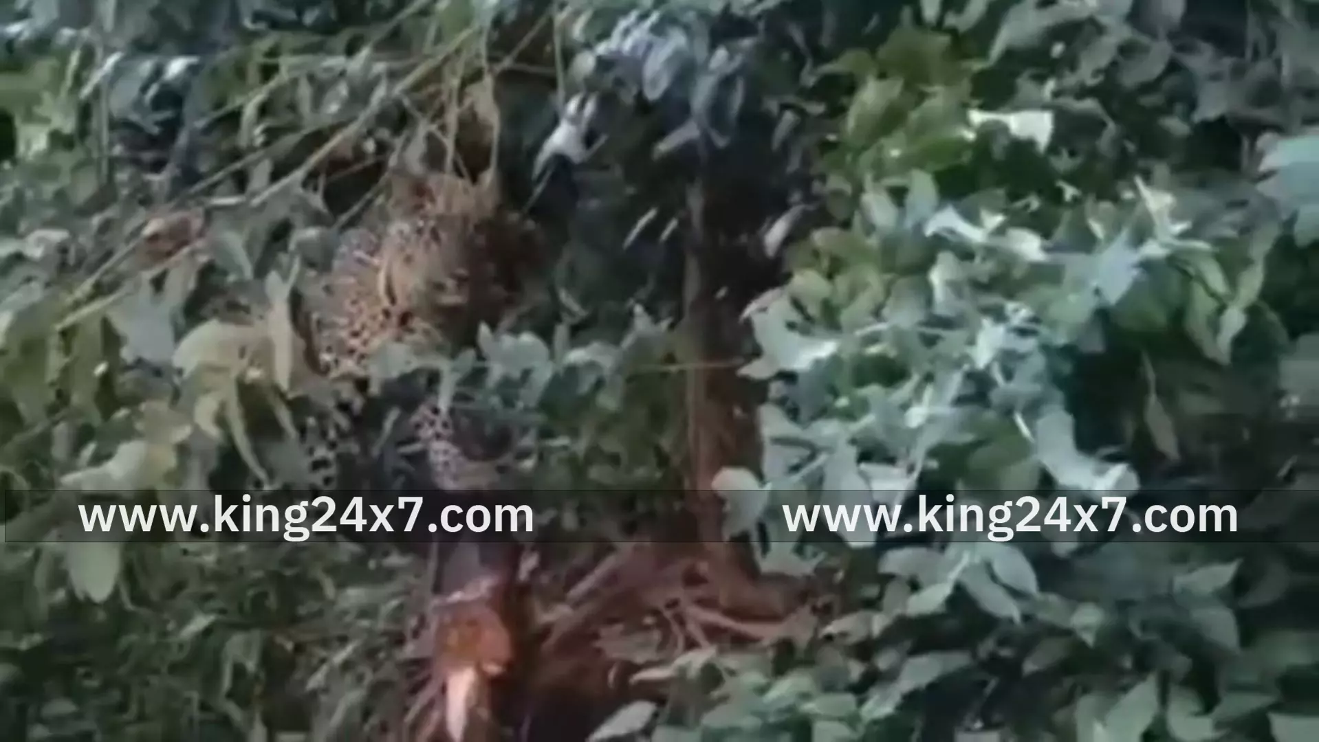 கொடைக்கானல் பிரதான சாலையில் சிறுத்தை நடமாட்டம்