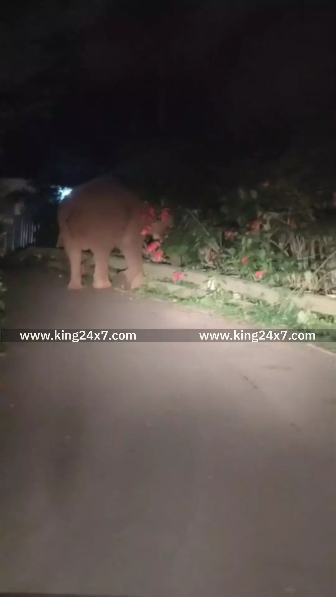 மலை கிராம பிரதான சாலையில் முகாமிட்டுள்ள காட்டு யானை