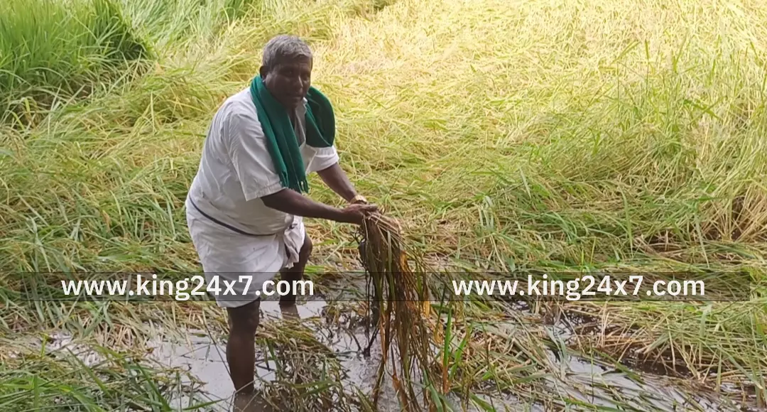 போச்சம்பள்ளி அருகே மழைய்ல் நெற்கதீர்கள் தண்ணீரில் மூழ்கி சேதம் நிவாரணம் வழங்க கோரிக்கை. போச்சம்பள்ளி அருகே மழைய்ல் நெற்கதீர்கள் தண்ணீரில் மூழ்கி சேதம் நிவாரணம் வழங்க கோரிக்கை.