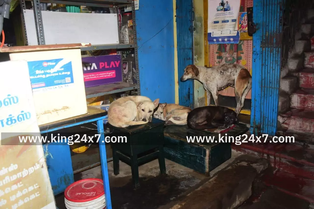 தெரு நாய்களின் தொல்லையால் வணிகர்கள், பொதுமக்கள் அச்சம்