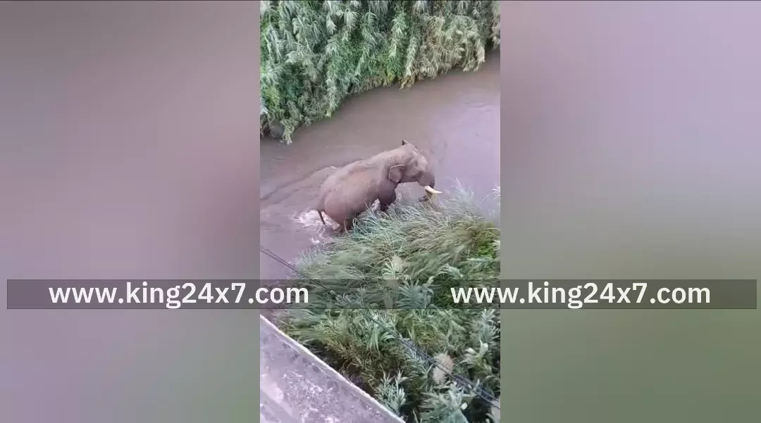 கோவை: நொய்யல் ஆற்றை கடந்த ஒற்றைக் கொம்பன் காட்டு யானை !