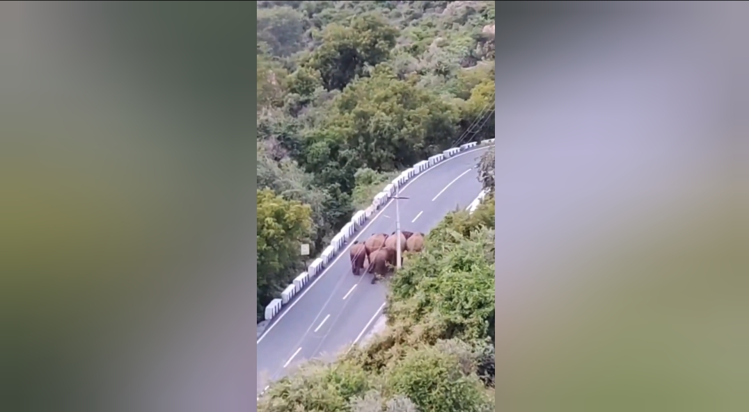 மருதமலை:  சாலையில் குட்டிகளுடன் வந்த காட்டு யானை !