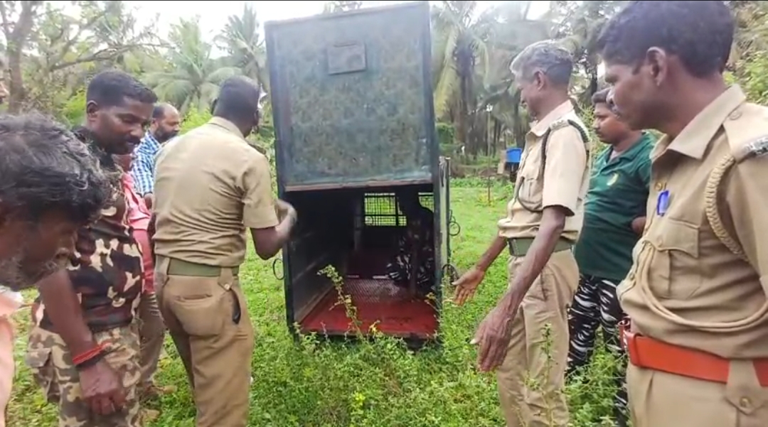 கோவை: சிறுத்தை நடமாட்டம் - கூண்டு வைத்து நடவடிக்கை!