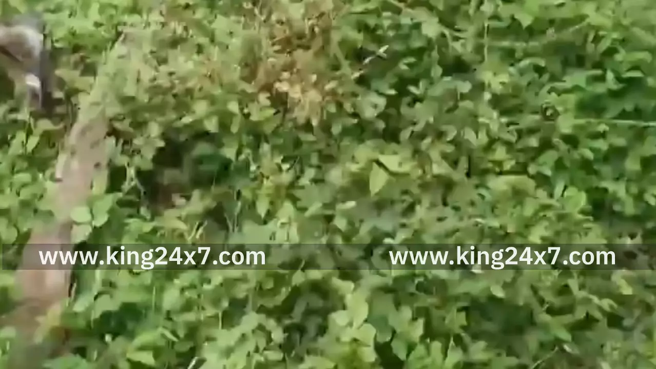 மயானத்திற்கு செல்ல பாதை அமைக்க கோரிக்கை