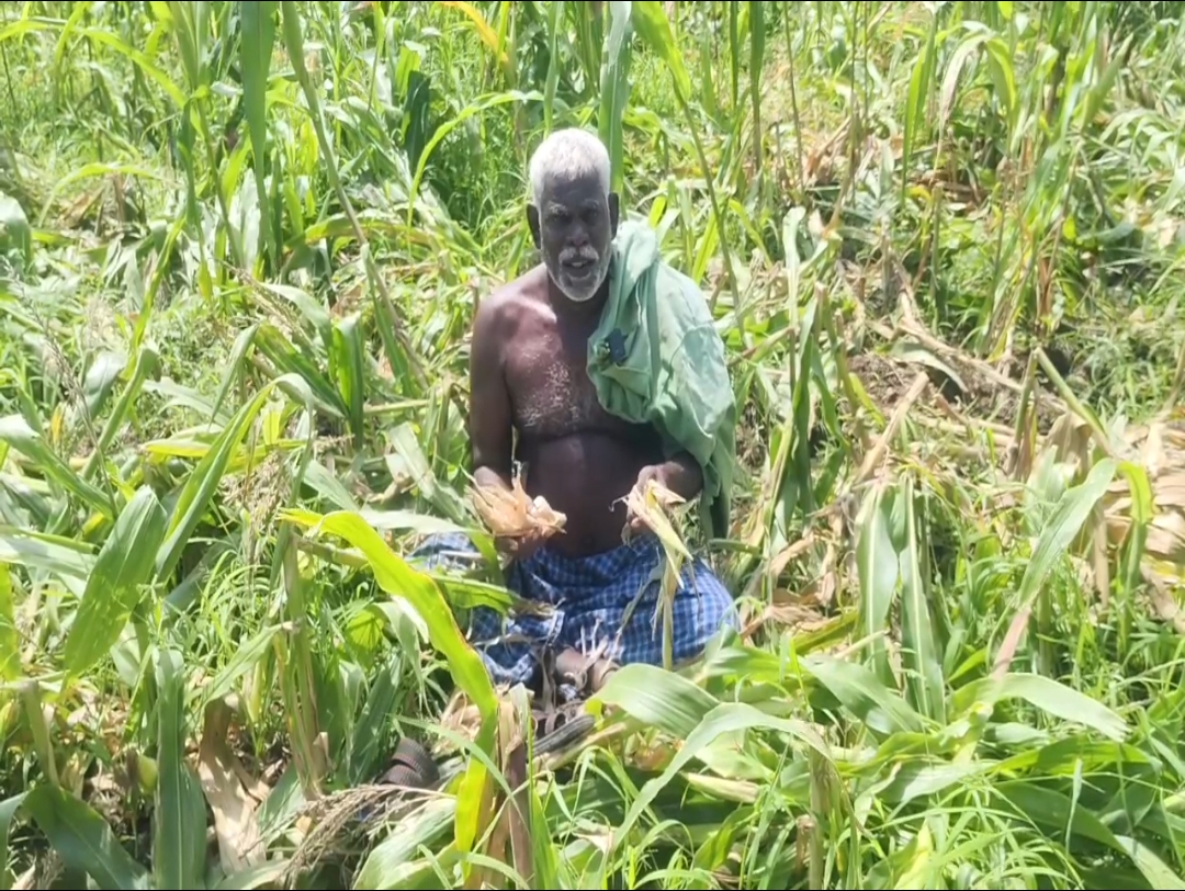 மக்காச்சோள பயிர்கள் நன்கு வளர்ந்து வரும் நேரத்தில் காட்டு பன்றிகள் புகுந்து பயிர்களை அழித்ததால் விவசாயி வேதனையுடன் கண்ணீர் விட்டு கதறல்*