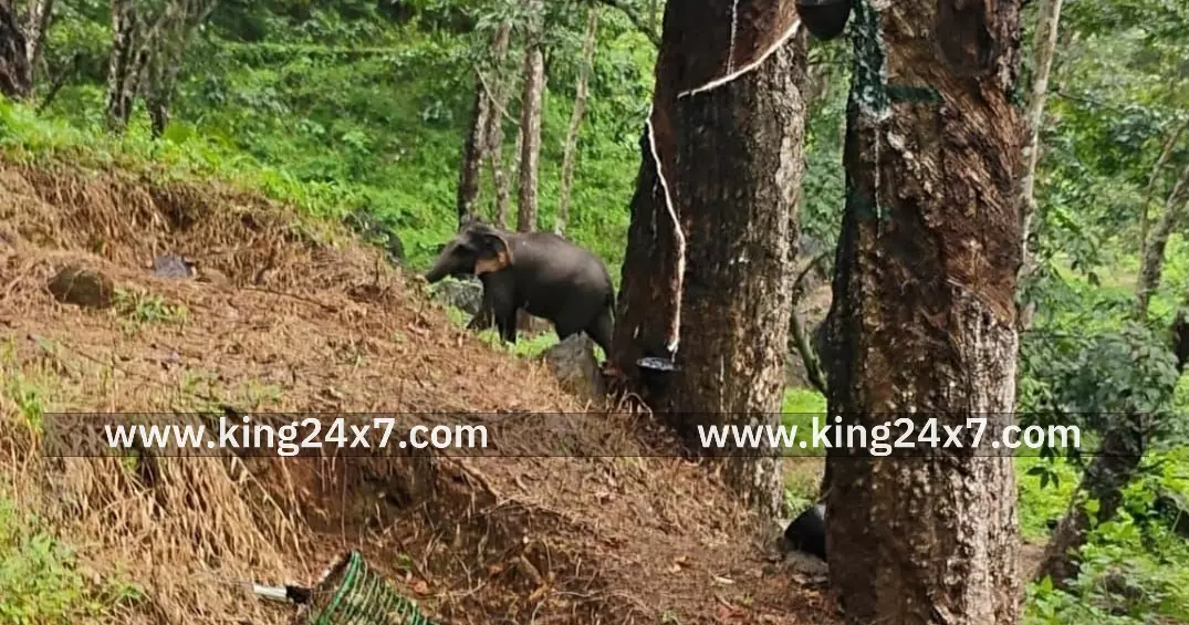 கோதையாறு: மீண்டும் காட்டு யானை பொதுமக்கள் அச்சம் 