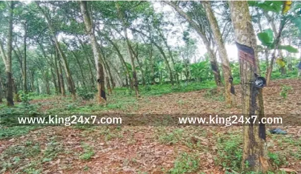 குமரியில்  ரப்பர் மரங்களில் அழுகல் நோய் பரவல்