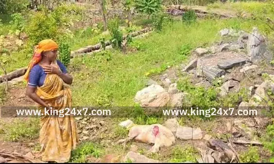 ஆடு, கோழிகளை கடித்து குதறும் தெரு நாய்களால் கால்நடை வளர்ப்போர் வேதனை ஆடு, கோழிகளை கடித்து குதறும் தெரு நாய்களால் கால்நடை வளர்ப்போர் வேதனை